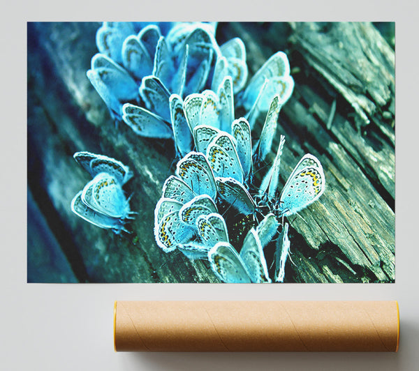 Blue Butterflies Giclee Print