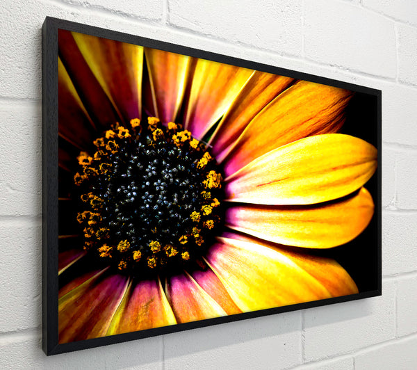 Golden Black Daisy