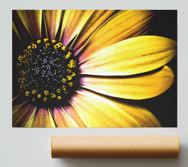 Golden Black Daisy Print