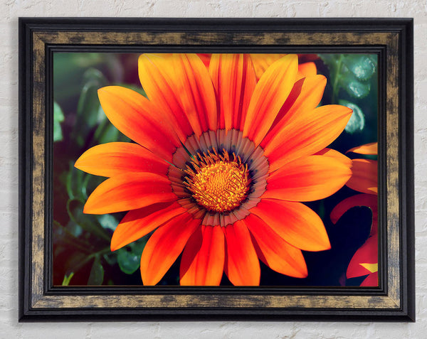 Spring Lover Framed Print