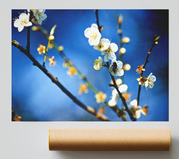 Bee On White Flowers Poster
