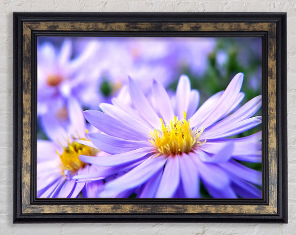 Pretty Violet Flowers Framed Print