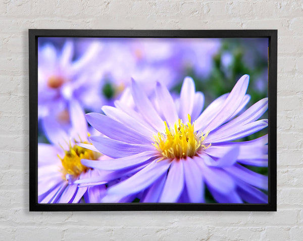 Hübsche violette Blumen