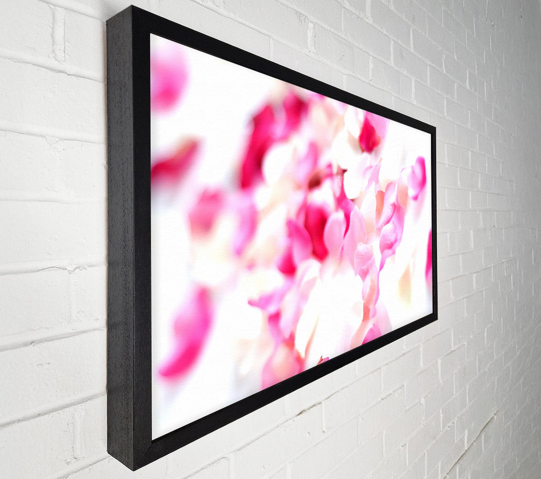  A Canvas Print of Pink Orchid Galour Canvas Print