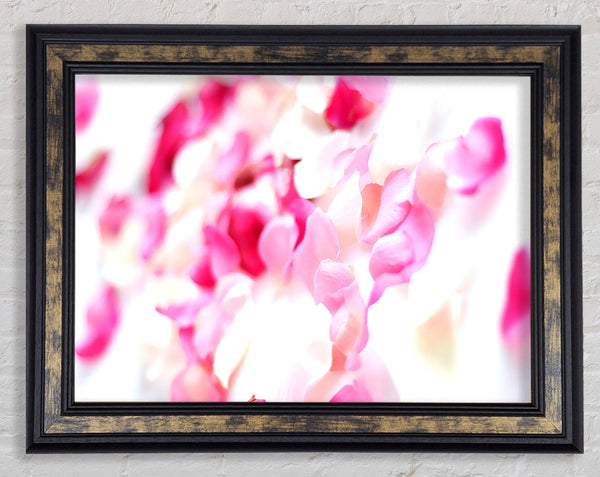 Pink Orchid Galour Framed Print