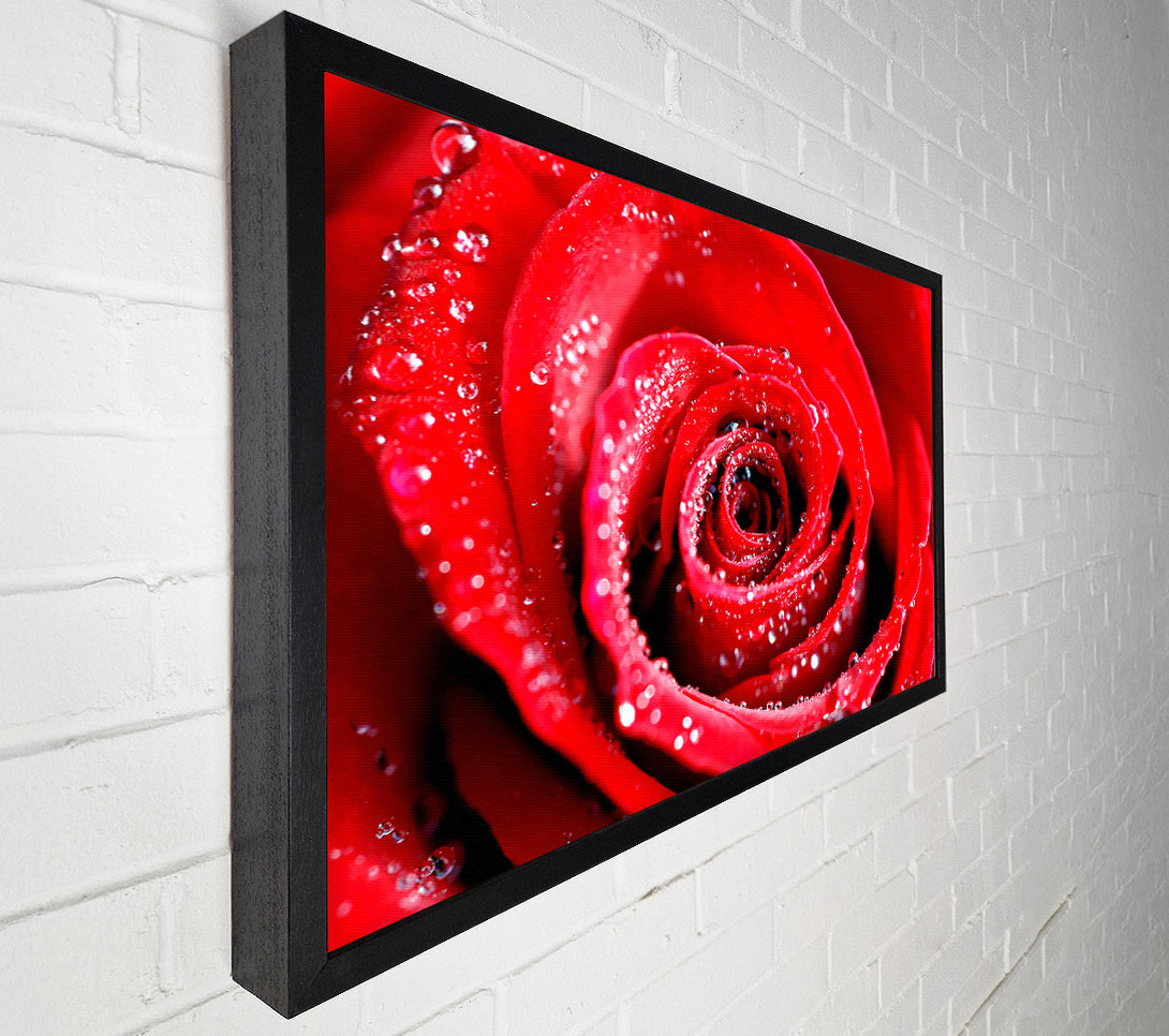 A Canvas Print of Water Drops On Red Rose Canvas Print