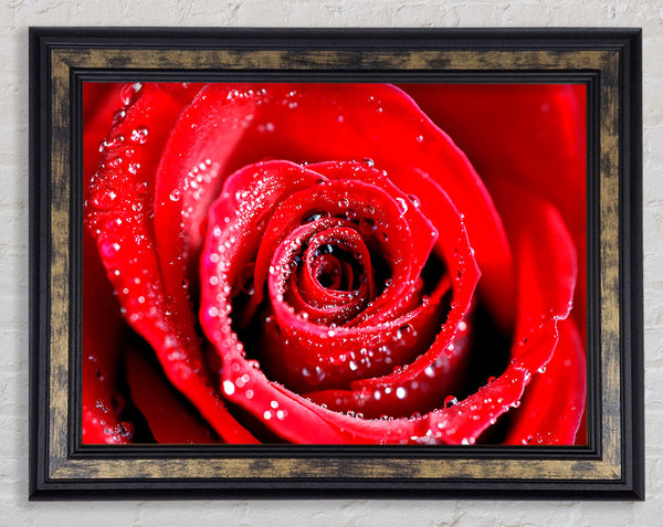 Water Drops On Red Rose Framed Print
