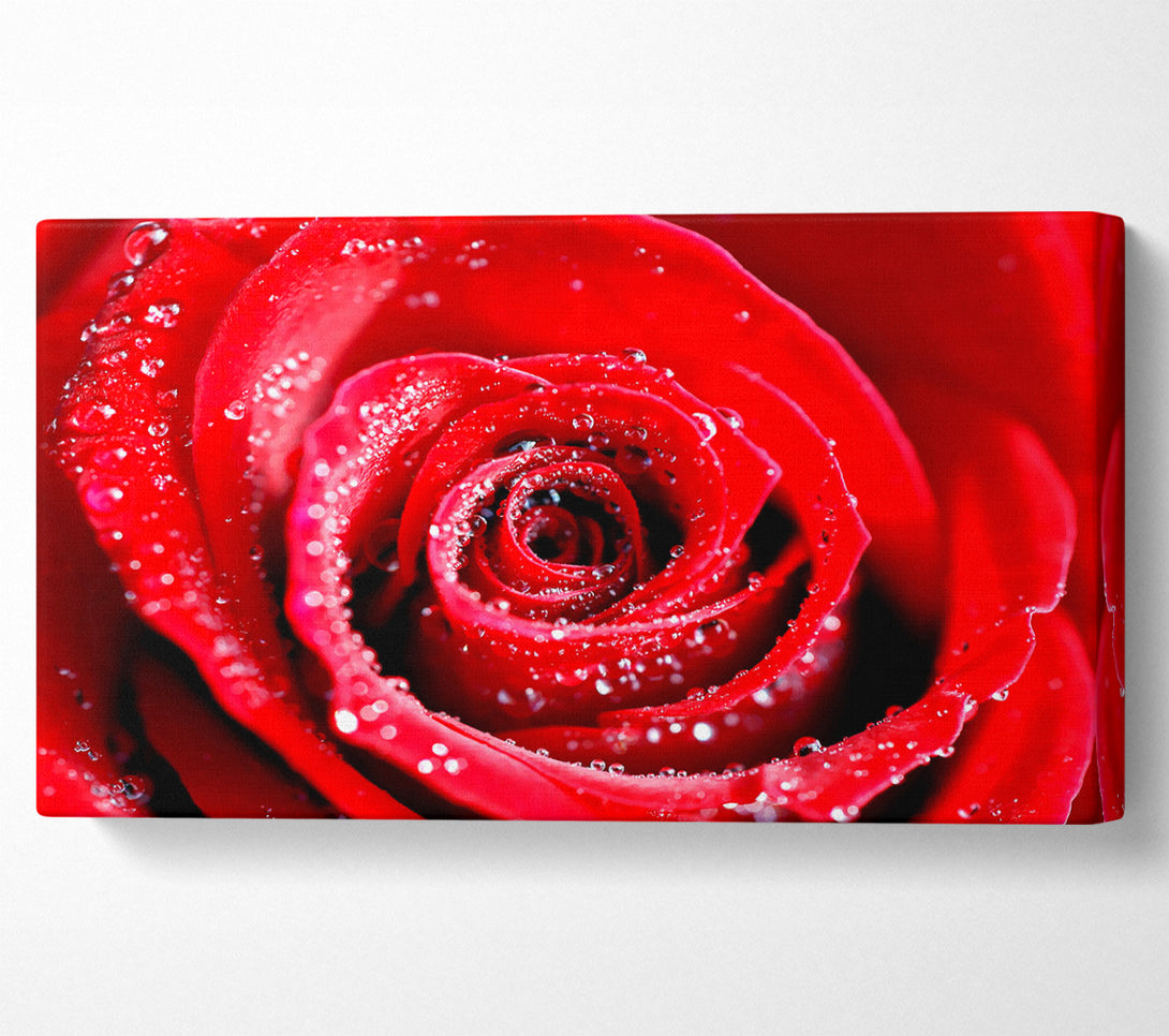  A Canvas Print of Water Drops On Red Rose Canvas Print