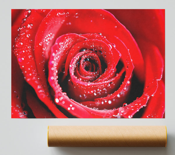Water Drops On Red Rose Giclee Print