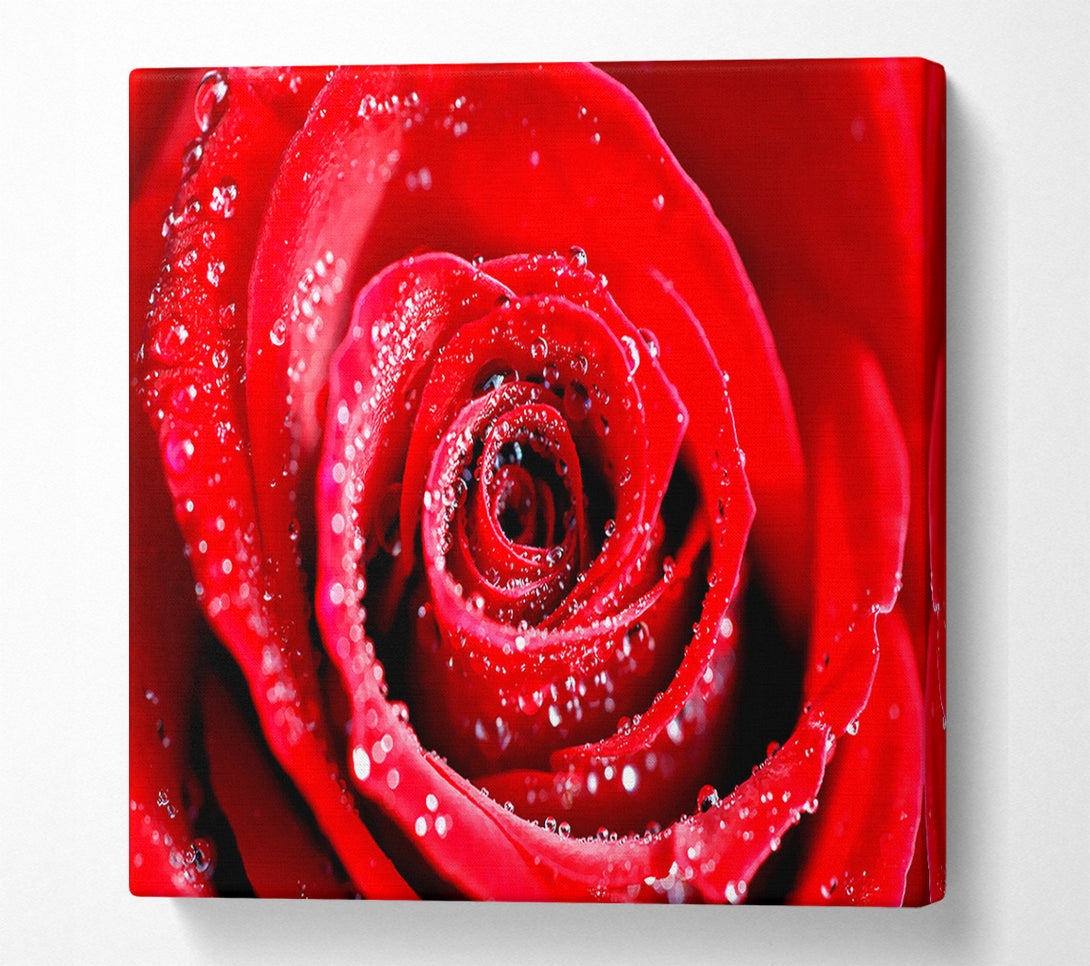  A Canvas Print of Water Drops On Red Rose Canvas Print