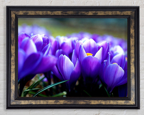Purple Crocus Garden Framed Print
