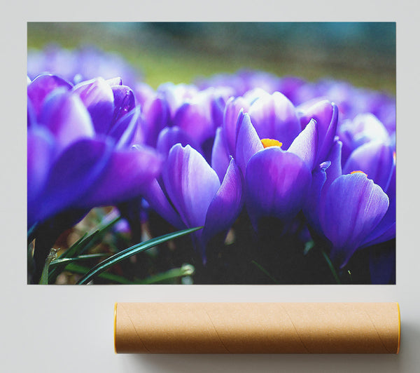 Purple Crocus Garden Poster
