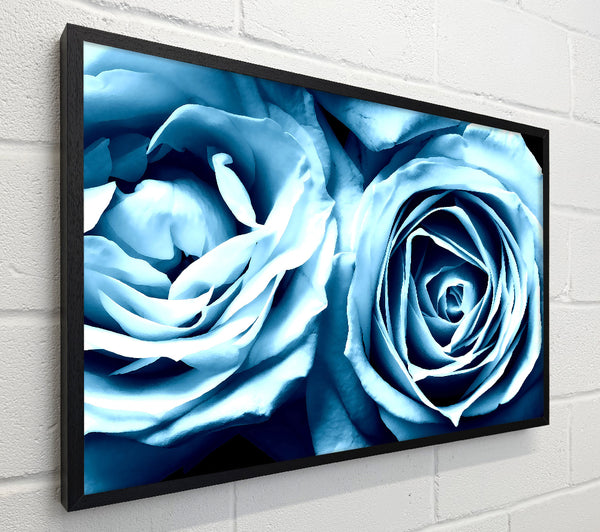 Twin Blue Roses