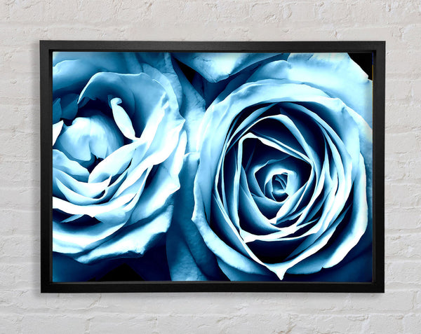 Zwei blaue Rosen
