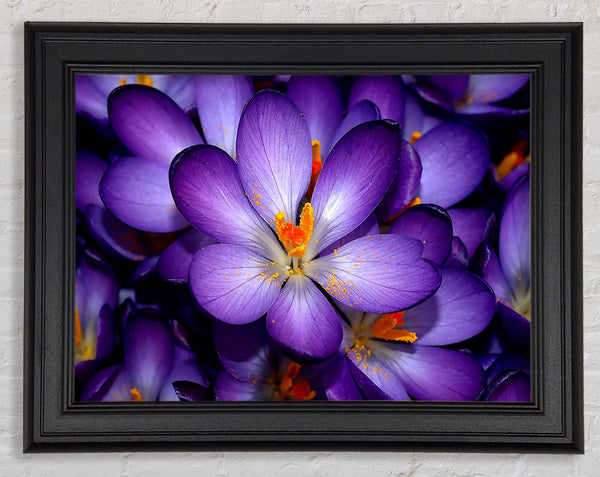 Autumn Purple Crocus Framed Print
