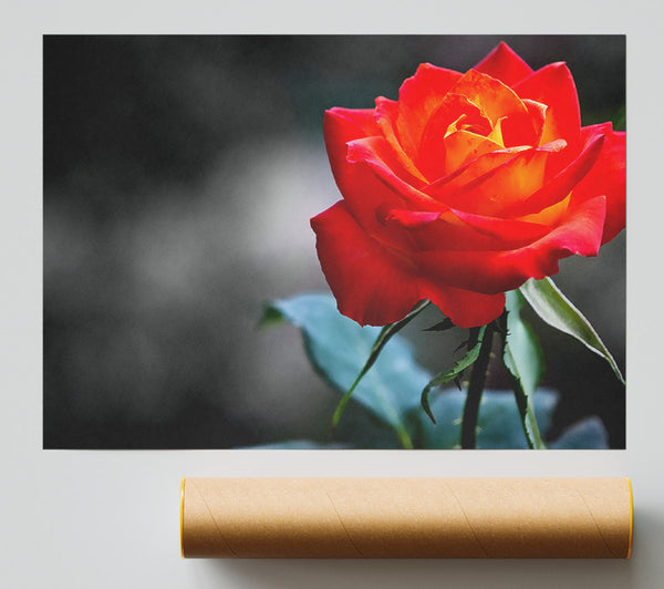 Orange Rose On Black Poster