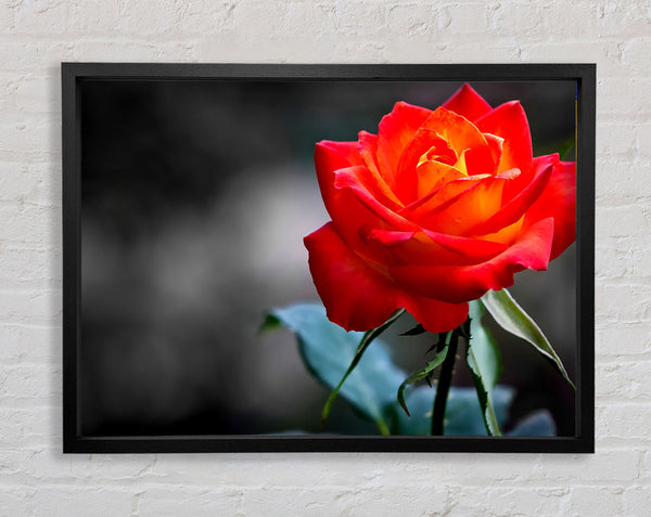 Orangefarbene Rose auf Schwarz