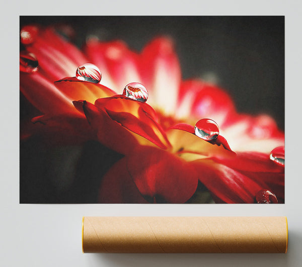 Macro Drops Print