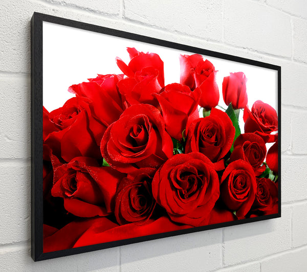Lovely Red Roses