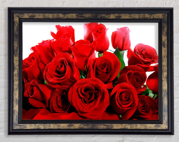 Lovely Red Roses Framed Print