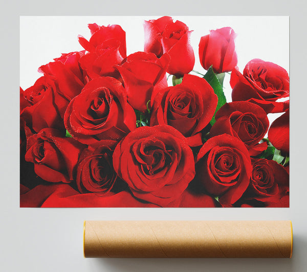 Lovely Red Roses Giclee Print