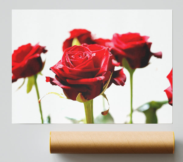 Long Stem Red Roses Giclee Print