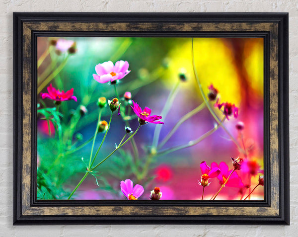 Amazing Wild Flowers Framed Print