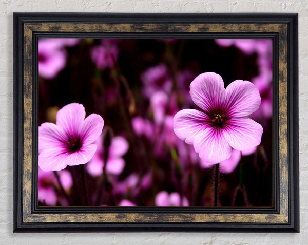 Purple Trumpets Framed Print