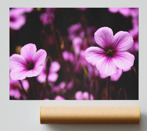 Purple Trumpets Print