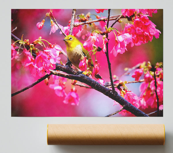 Mountain Cherry Bird Poster