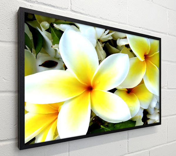 White Yellow Flowers