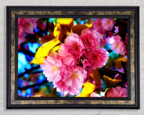 Beautiful Cherry Blossom Bunch Framed Print