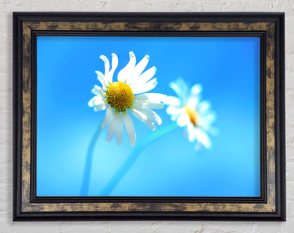 Duo Daisy Skies Framed Print