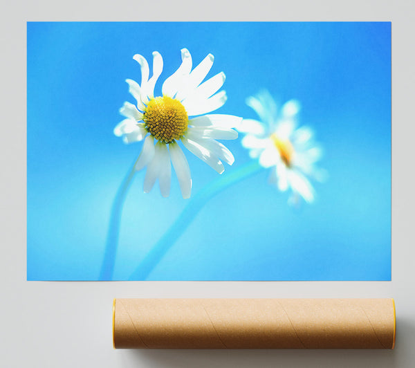 Duo Daisy Skies Poster