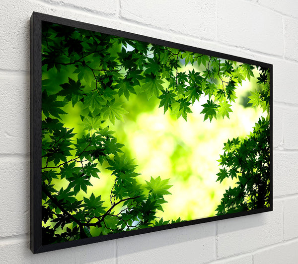 Green Maple Leaves