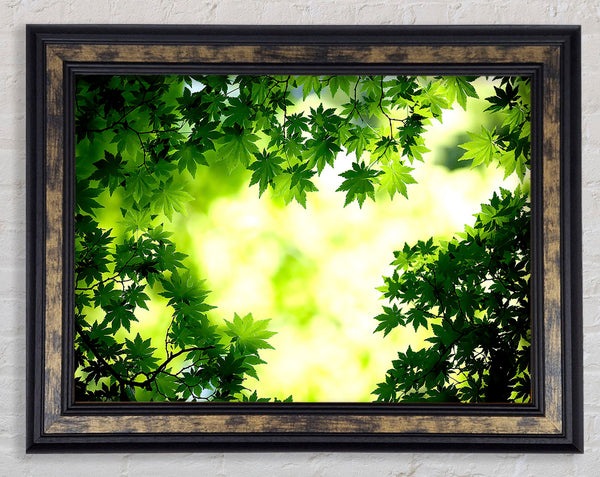 Green Maple Leaves Framed Print
