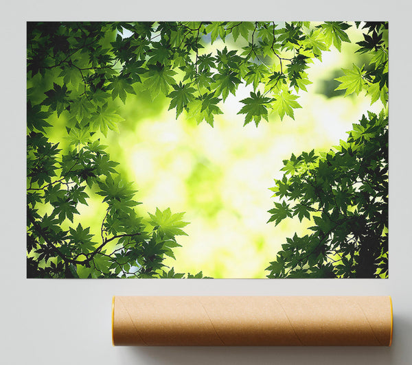 Green Maple Leaves Print