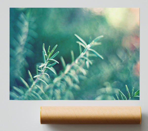 Rosemary Giclee Print
