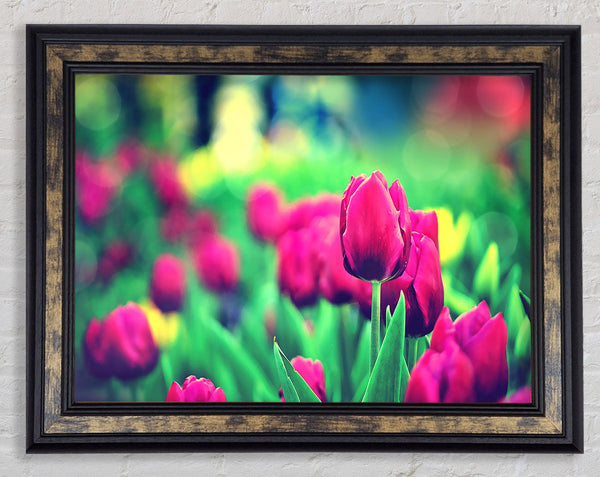 Cerise Tulip Garden Framed Print