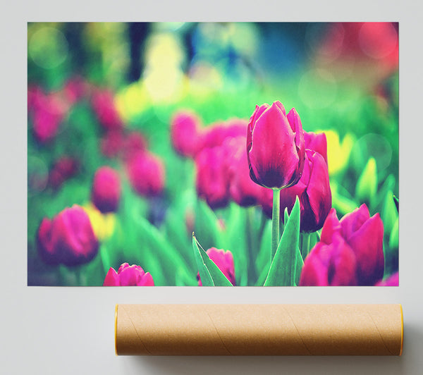 Cerise Tulip Garden Poster