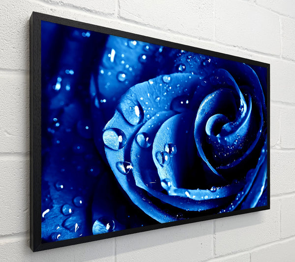 Wet Drops Blue Rose