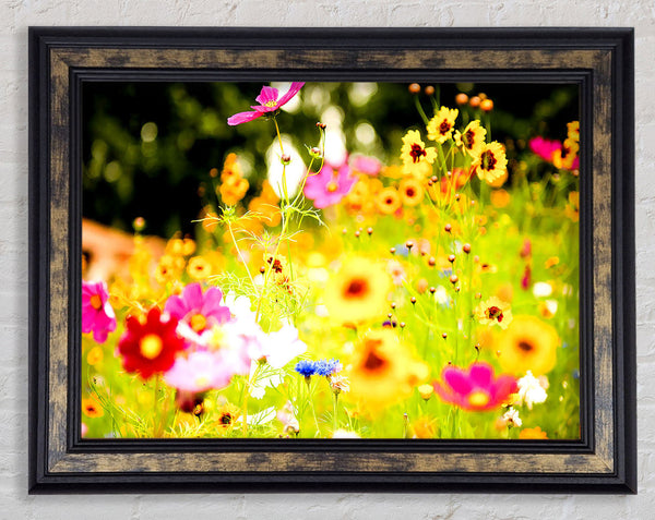 Vivid Wild Rainbow Flowers Framed Print