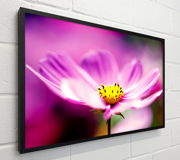 Purple Cosmos Flower