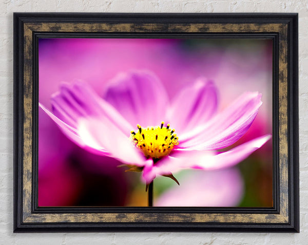 Purple Cosmos Flower Framed Print