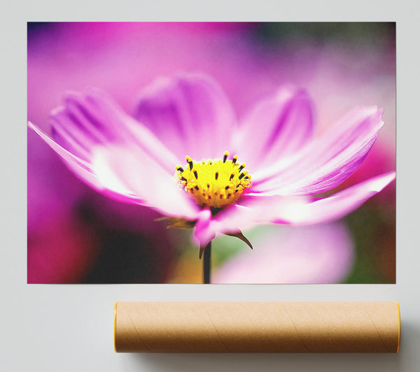 Purple Cosmos Flower Giclee Print