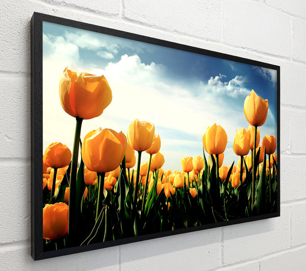Yellow Tulips In The Cloudy Skies