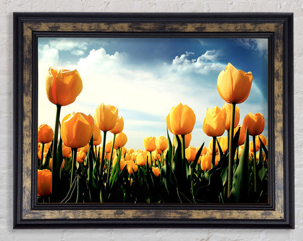 Yellow Tulips In The Cloudy Skies Framed Print