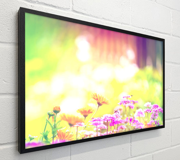 Marigold Lilac Purple Flowers