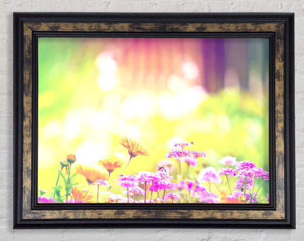 Marigold Lilac Purple Flowers Framed Print