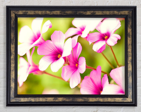 Purple Verbena Framed Print